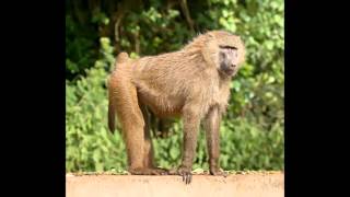 Old World monkey Cercopithecoidea [upl. by Ruthven]