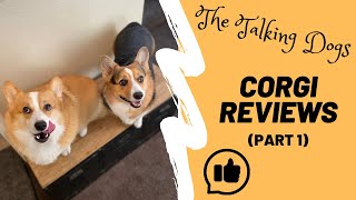 Talking corgis review viral TikTok video  Hammy and Olivia [upl. by Snook]