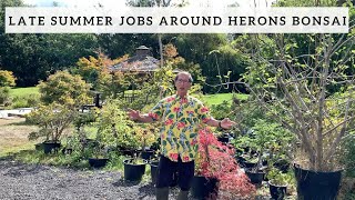 Late Summer Jobs Around Herons Bonsai [upl. by Deerc927]