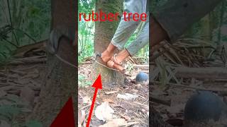 natural rubber products shorts 2024 2025 MrMithun00 ❤️🌲❤️🌲 [upl. by Cuttie]