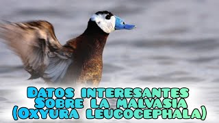 Datos interesantes sobre la Malvasía Oxyura leucocephala [upl. by Ricardama656]