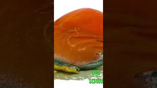 Tomato In Poison Amazing Science Experiment scienceexperiment sciencetricks fruit [upl. by Ted]