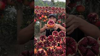 Sweet pomegranate cutting skill very satisfying fresh fruit fruitcutting [upl. by Jerrylee660]