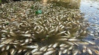 RIO PIRACICABA AMANHECE COM MILHARES DE PEIXES MORTOS [upl. by Nauqed]