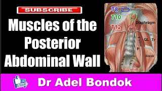 Muscles of the Posterior Abdominal Wall Dr Adel Bondok [upl. by Aztiray]