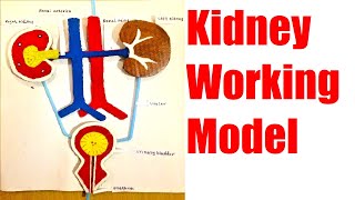 kidney working model 3d making using waste materials  urinary system  howtofunda  DIY [upl. by Alahsal]