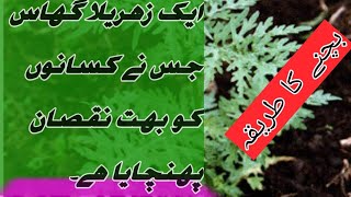 what is parthenium plant Gajar Bootiyoutube ytshorts dangerous jaribooti [upl. by Ogaitnas]