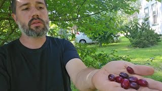 Cornelian Cherry Dogwood when and how to harvest [upl. by Errick100]