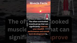 The Secret Muscle for a Stronger Back Boost Deadlift Strength Focusing on This Key Back Muscle [upl. by Holmann]