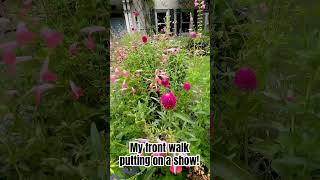 Salvia coccinea is really putting on a show on my front walk but terflygarden [upl. by Lonergan58]