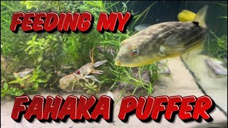 Feeding My Fahaka Puffer [upl. by Raynah]