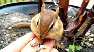 얼굴이 팬케익으로 변해버리는 다람쥐들 Chipmunks whose faces turn into pancakes [upl. by Staci]