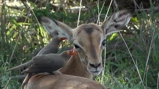 SafariLive Dec 25  Cute baby Impala and Redbilled oxpeckers [upl. by Allebasi276]