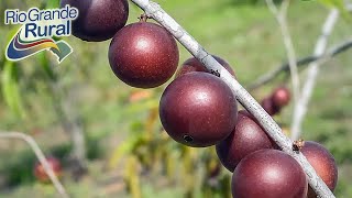 Camucamu uma fruta nativa da Amazônia de grande potencial  Programa Rio Grande Rural [upl. by Leifeste685]