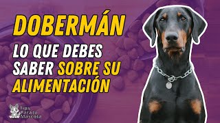 ALIMENTACIÓN DEL DOBERMÁN [upl. by Noxaj]