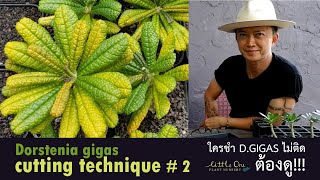 Dorstenia gigas cutting 2 มะพร้าวทะเลทราย ใครชำ DGIGAS ไม่ติด ต้องดู “เทคนิคการปักชำกิแกส” [upl. by Bowne]