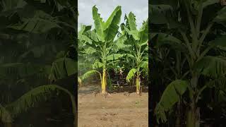 Banana plants  Fungicides Spraying banana fruit farming bananafarming satisfying shorts [upl. by Apicella989]