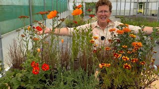 How to Build a Border with Zingy Orange Garden Perennials [upl. by Trista]