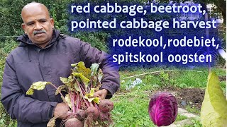 rodekoolrodebietspitskool oogstenred cabbage beetrootpointed cabbage harvest [upl. by Gilbart]