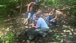 CATCHING WILD BOAR WITH SPARTAN HUNTING PRESERVE [upl. by Adnilav961]