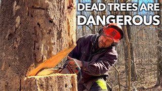 No Nonsense Guide to Felling Dead Trees [upl. by Leasia]