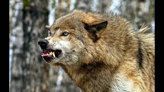 wolf growl sound effect [upl. by Chic375]