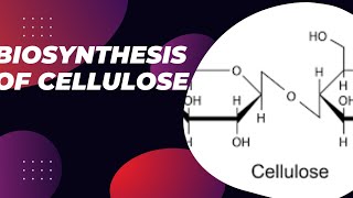 Biosynthesis of cellulose cellulose synthesis cellulose synthesis in cell membrane [upl. by Pitarys]