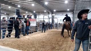 March 2023 Hoover Mule and Horse Sale [upl. by Whittaker830]