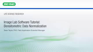 Image Lab Software Tutorial Densitometric Data Normalization [upl. by Notyad163]