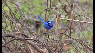 Splendid Fairywren [upl. by Sualkcin958]