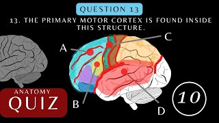 Neuroanatomy Quiz Anatomy and Physiology of the Cerebrum  Brainquiz brainanatomy anatomyquiz [upl. by Aihsyla]