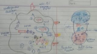 Antigen ProcessingEnd And Exo And Antigen Pressenting [upl. by Marelya]