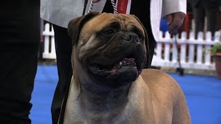 Manchester Dog show 2017  Working group  Shortlist [upl. by Linette153]