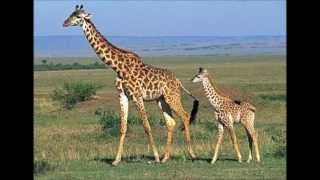 Giraffe  the Tallest Animal in the world [upl. by Teerell]