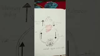 Schematic diagram of Circulation [upl. by Amandy965]