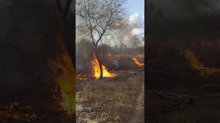 Preparando o terreno para plantio de arroz sítio vidanaroça queimadacontrolada [upl. by Nawk]