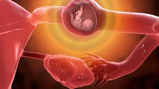 How Sperm Meets an Egg to Fertilize  Egg Fertilization amp Sperm Epic Story watch it in full details [upl. by Phionna418]