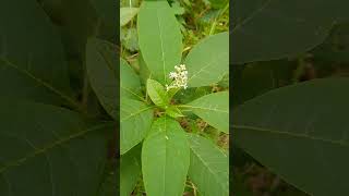 Pokeweed You Can Do Better nativeplants nativefood resilience [upl. by Ahsinej]