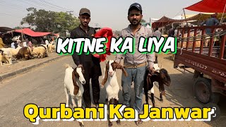 Kitne Ka liya qurbani Ka Janwar  bakra Eid 2024  Aaj Mandi Thandi hai  Lahore Bakra Mandi [upl. by Omar]