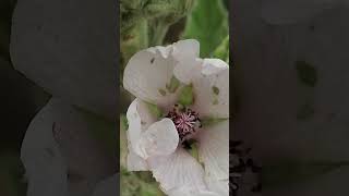 Althaea officinalis [upl. by Atrebla]