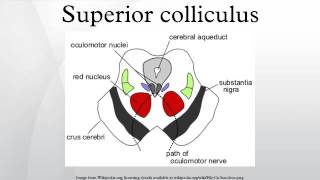 Superior colliculus [upl. by Karlin]