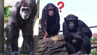 Chimps Climb Higher and Higher in Search of the Caretaker—What Will They Find黑猩猩越爬越高，尋找保育員的蹤影 [upl. by Morrissey]