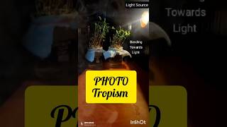 PHOTOTROPISM Class 10th science phototropism biology [upl. by Anatak]