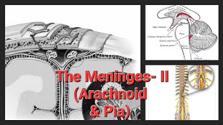 The Meninges  II  Arachnoid mater  Pia mater [upl. by Adnilak]