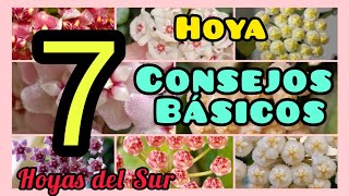 HOYA 7 Consejos Básicos Flor de Cera Porcelana Nácar 7 basic tips for Hoya care [upl. by Carline]