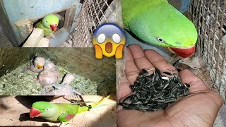 Raw parrot breeding  alexandrine parrot breeding  alexandrine parrot breeding season [upl. by Assetak59]