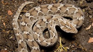 Echis carinatus The Sawscaled viper A tree snake of PakistanDrTariqRajput sawscaledviper [upl. by Homovec]