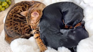 Mini Dachshunds amp Bengal Cat are sleeping together [upl. by Enilecram]