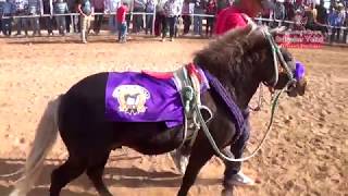 Gran Carrera de Ponys duelo de titanes tienes que verla 25 de febrero 2018 [upl. by Samp468]