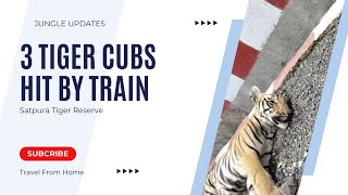 3 Tiger Cubs Hit by a Train  Satpura Tiger Reserve  Jungle Updates [upl. by Toma]